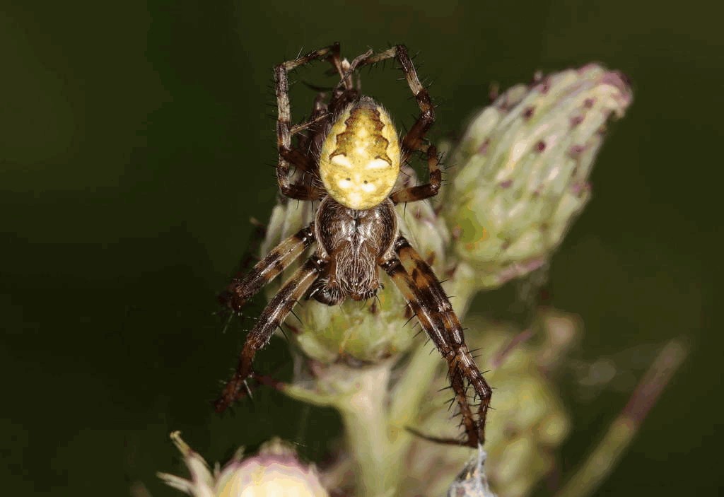 Araneus_quadratus-2.jpg