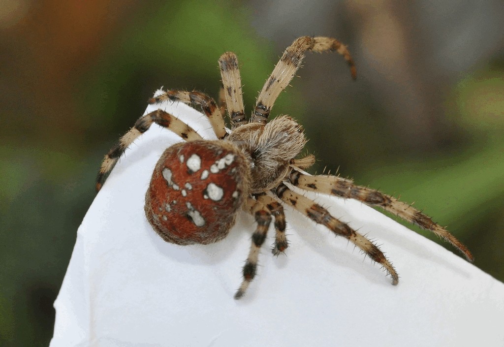 Araneus_quadratus-3.jpg
