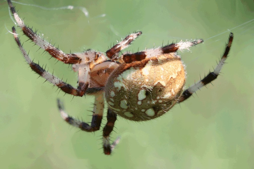 Araneus_quadratus-4.jpg