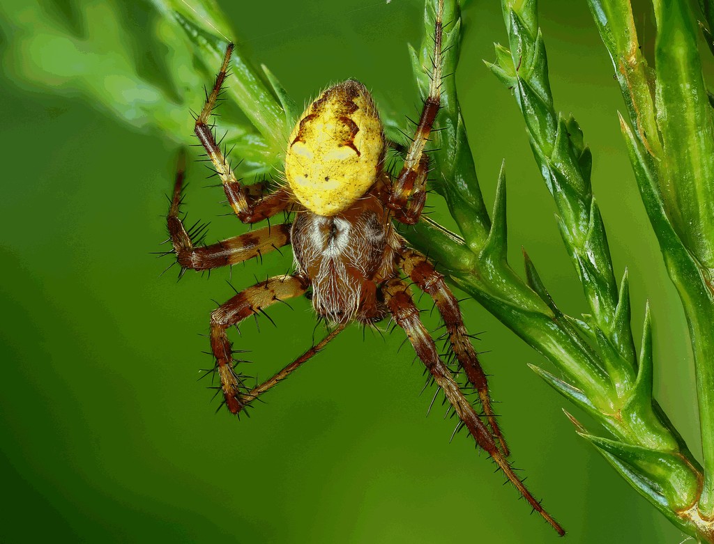 Araneus_quadratus-6.jpg