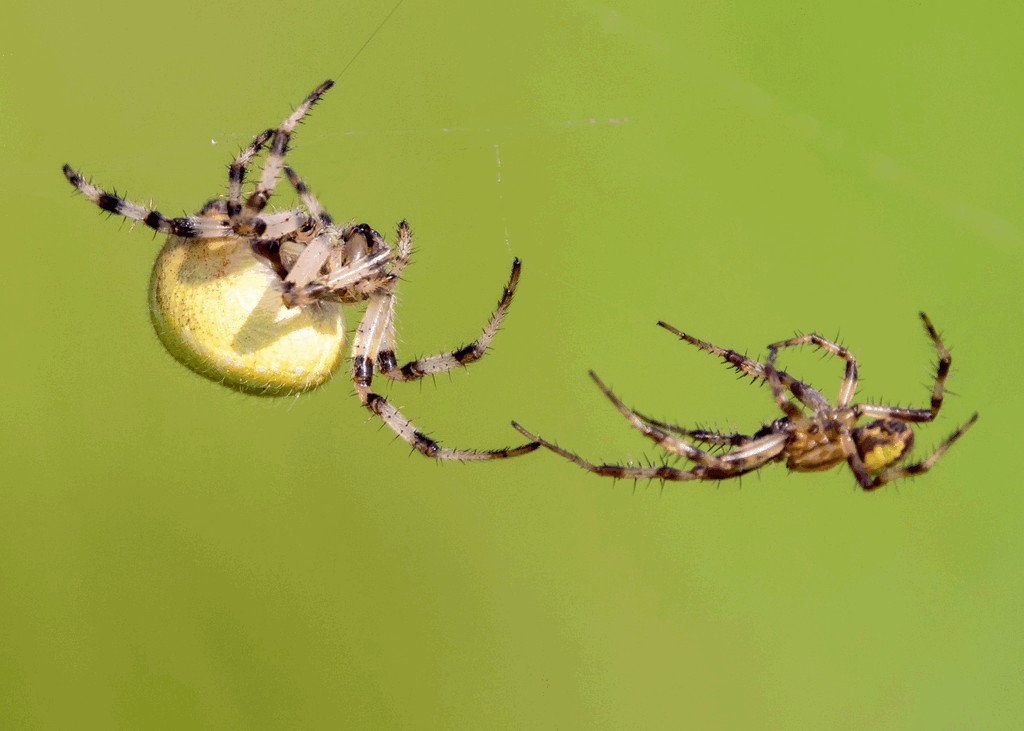 Araneus_quadratus-7.jpg
