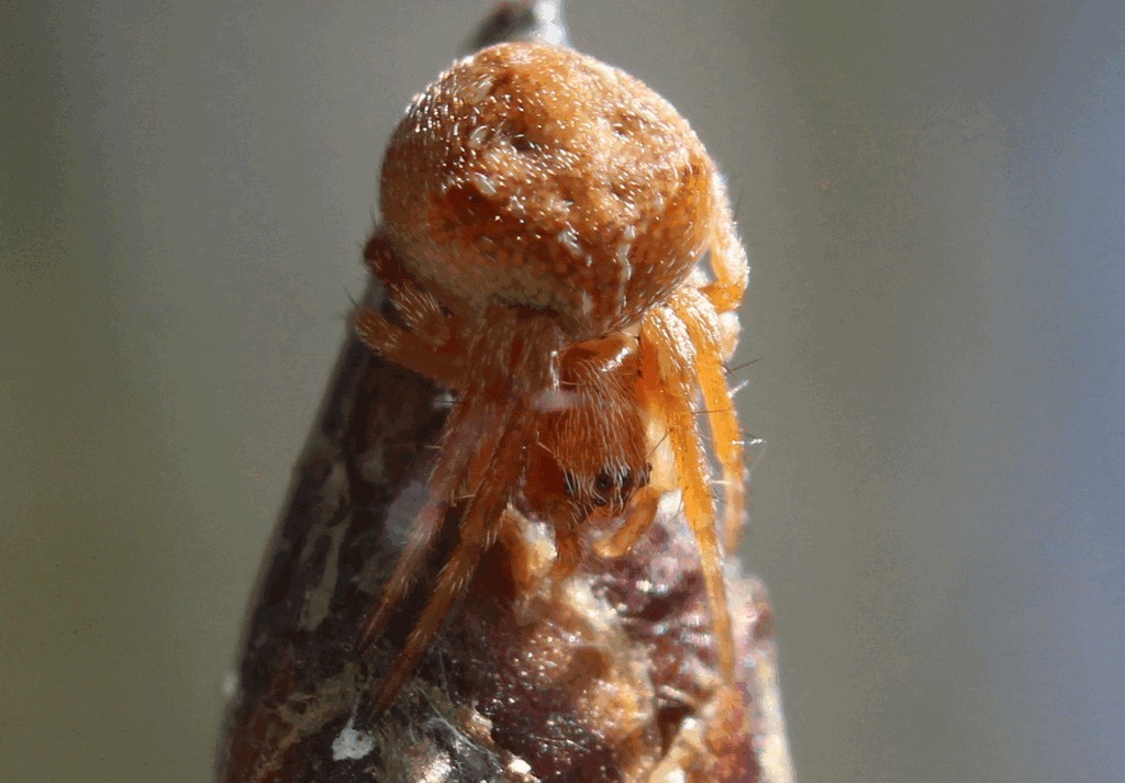 Araneus_sturmi-1.jpg