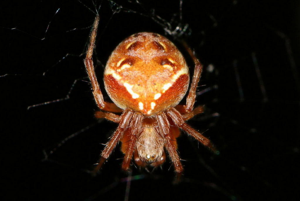 Araneus_sturmi-2.jpg