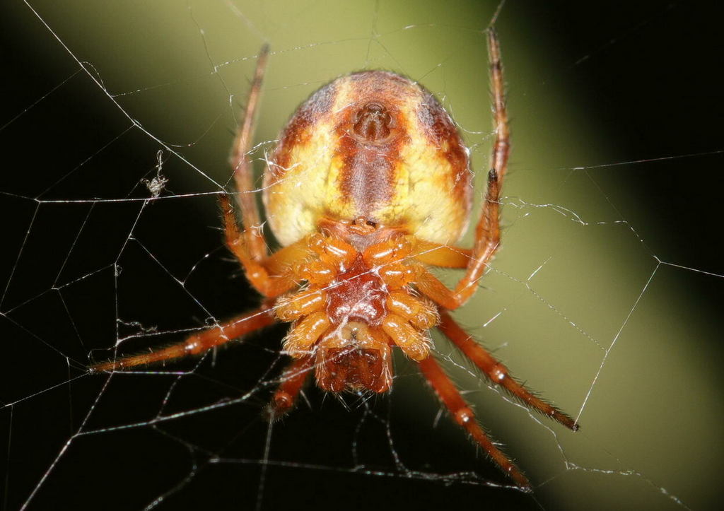 Araneus_sturmi-2a.jpg