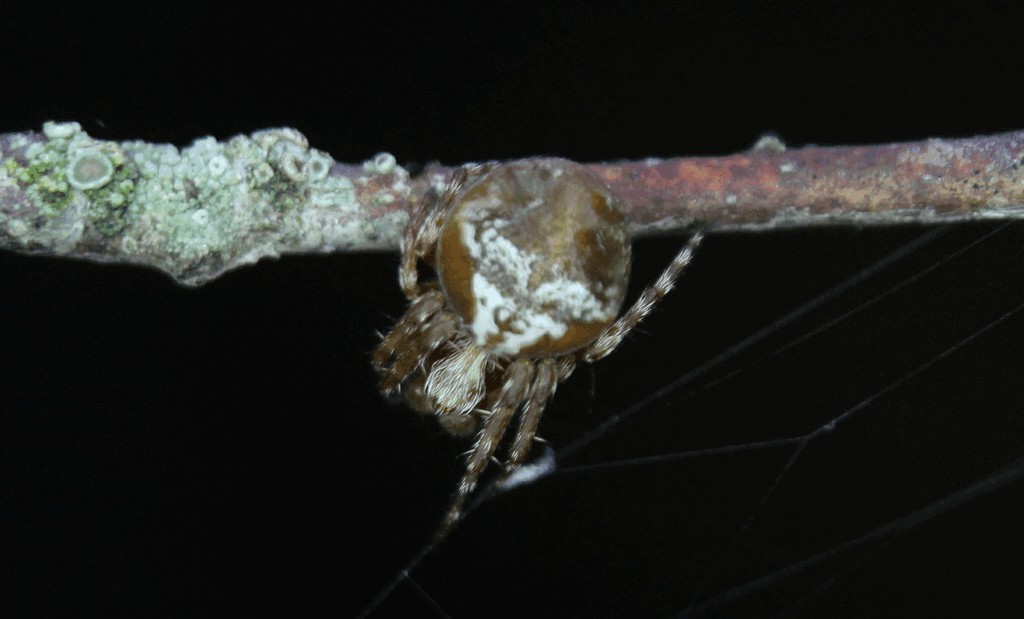 Araneus_sturmi-3.jpg