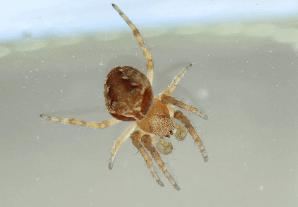 Araneus_sturmi-4.jpg