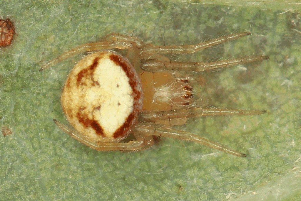 Araneus_triguttatus-1.jpg