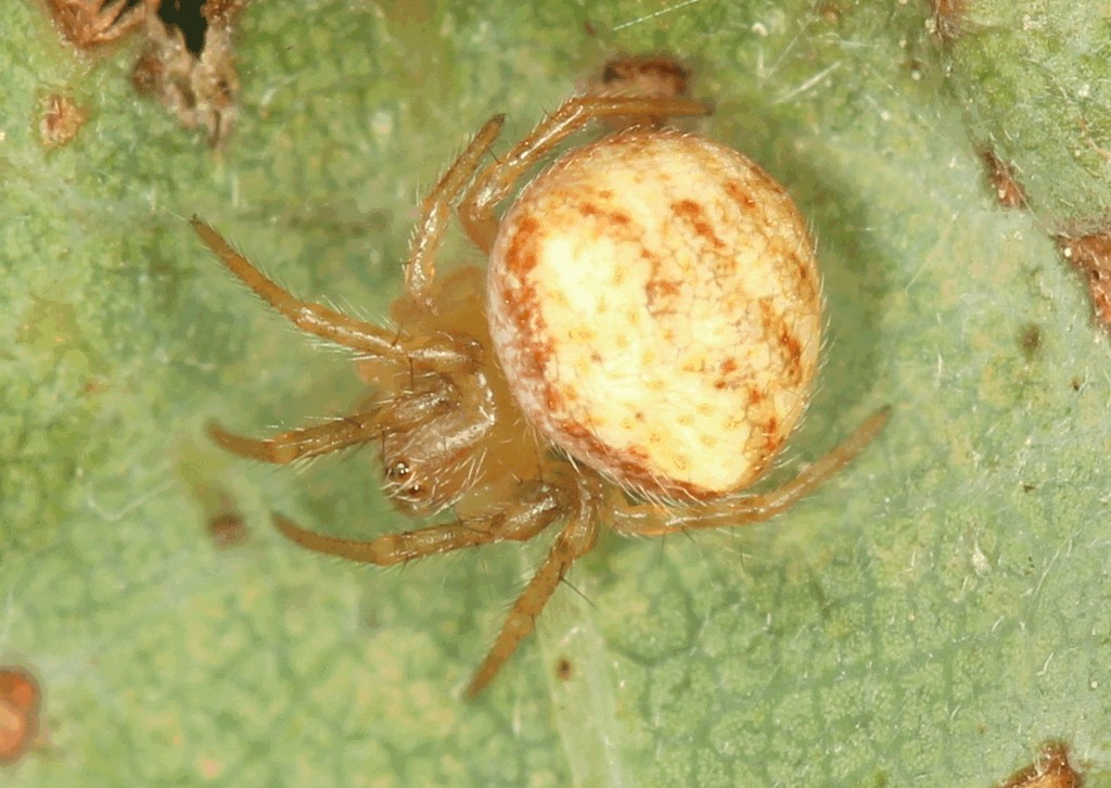 Araneus_triguttatus-2.jpg