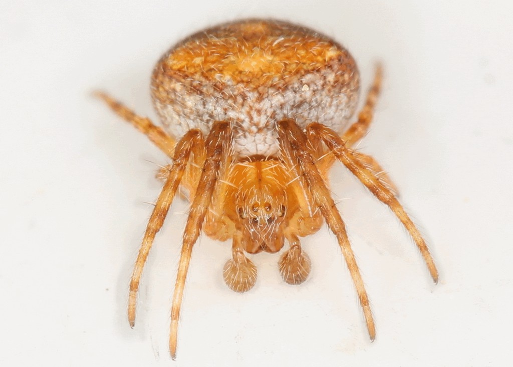 Araneus_triguttatus-3.jpg