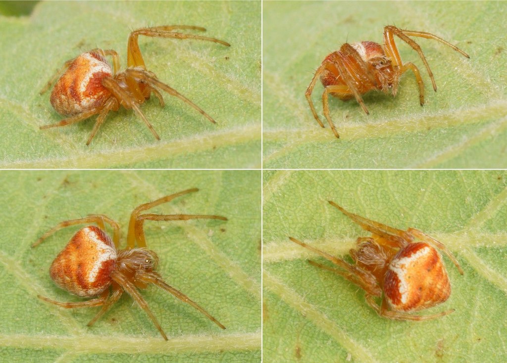 Araneus_triguttatus-4.jpg