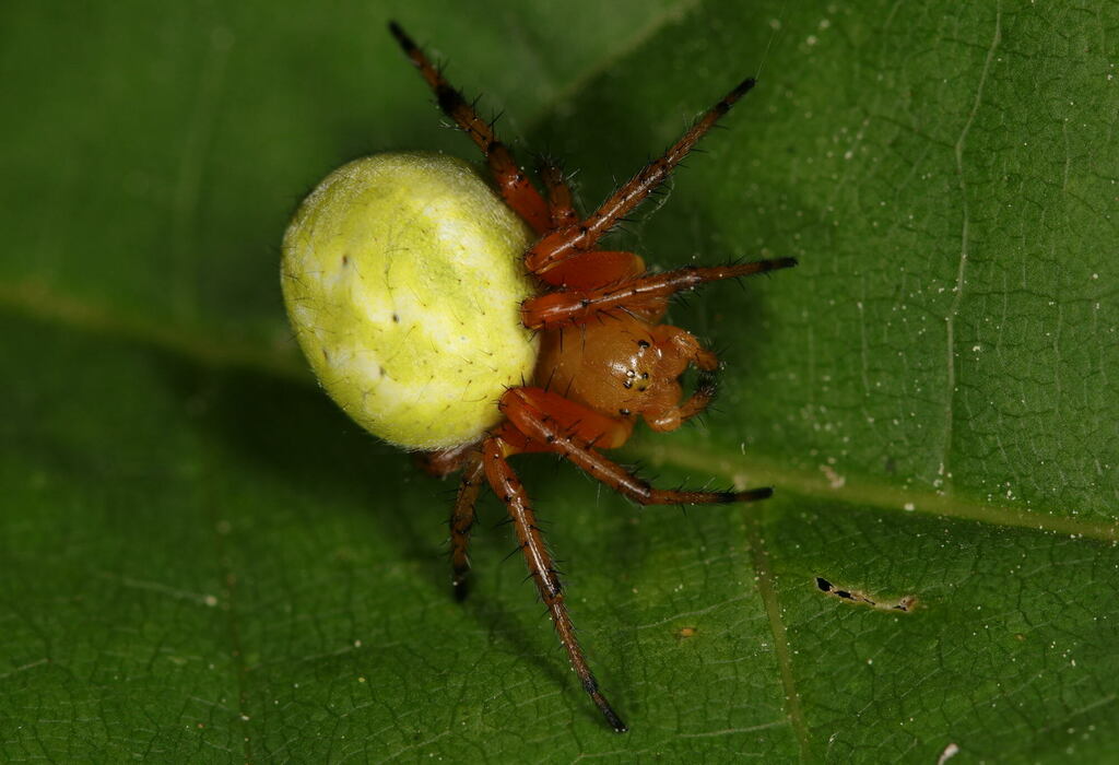 Araniella_alpica-2.jpg