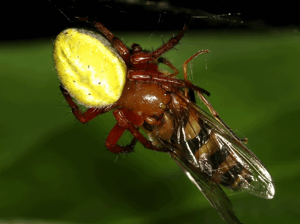 Araniella_alpica-3a.jpg