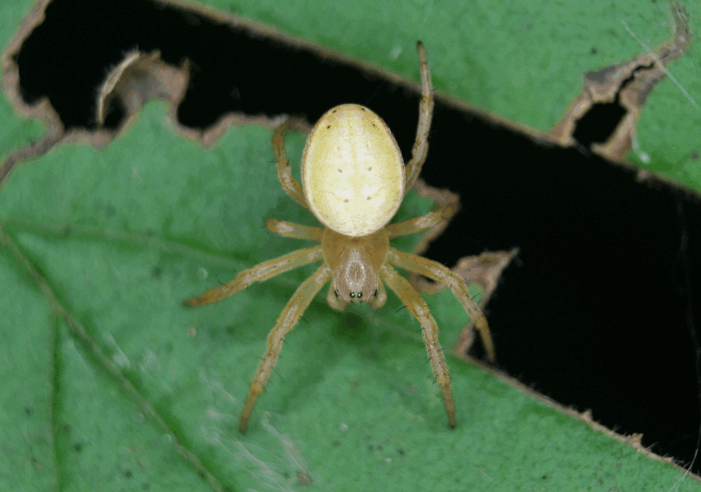 Araniella_alpica-4.jpg