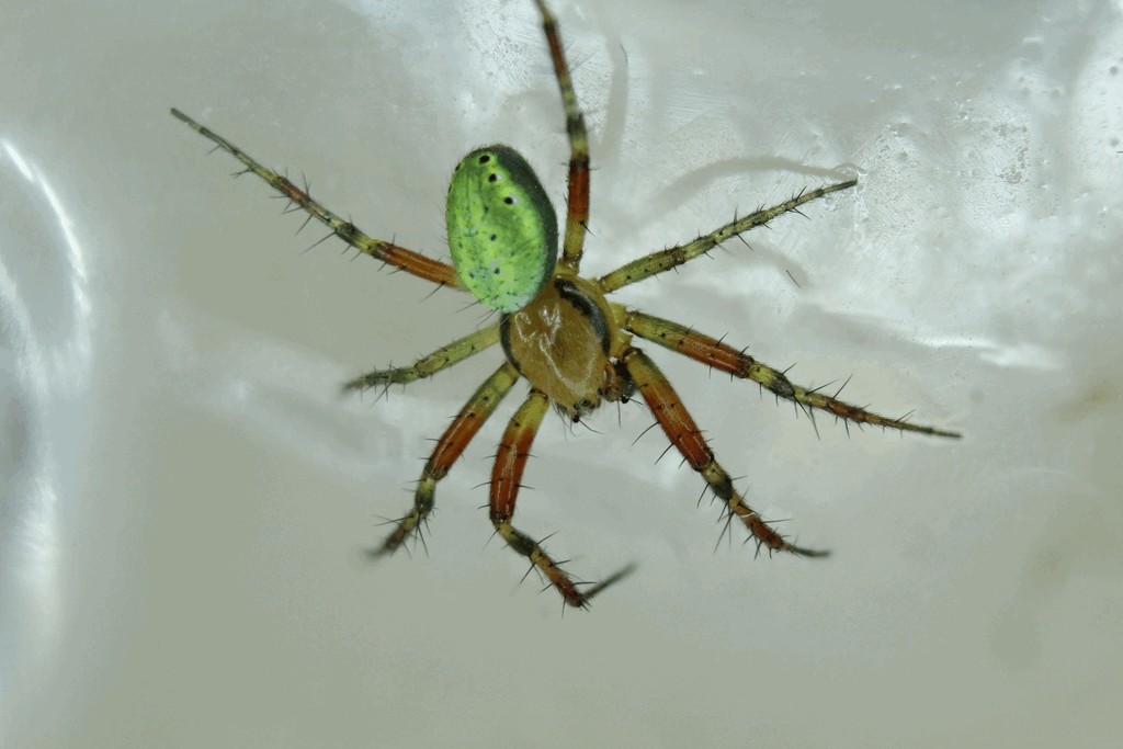 Araniella_cucurbitina-4.jpg