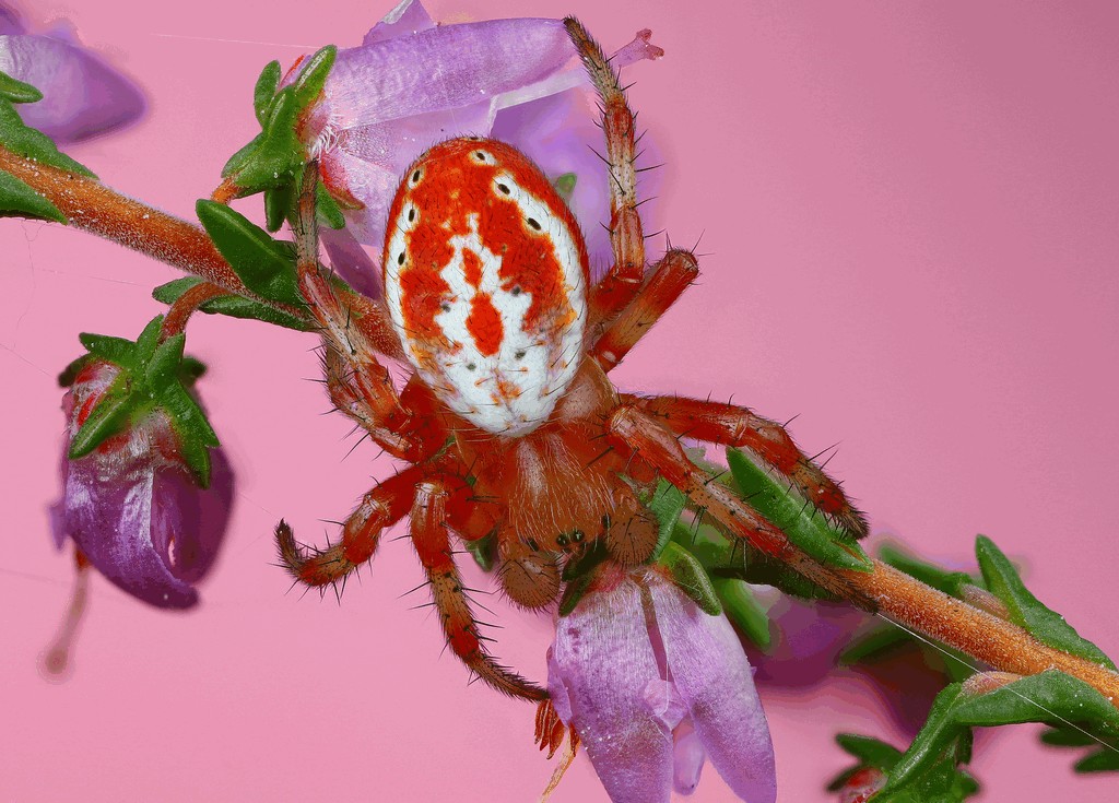 Araniella_displicata-1.jpg