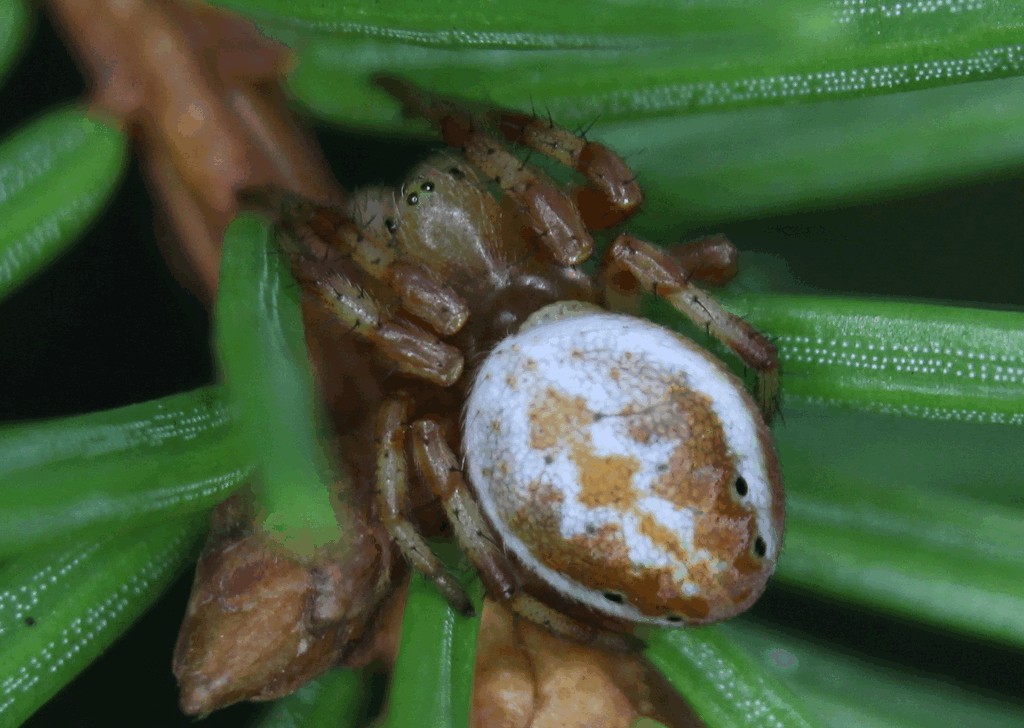 Araniella_displicata-2.jpg
