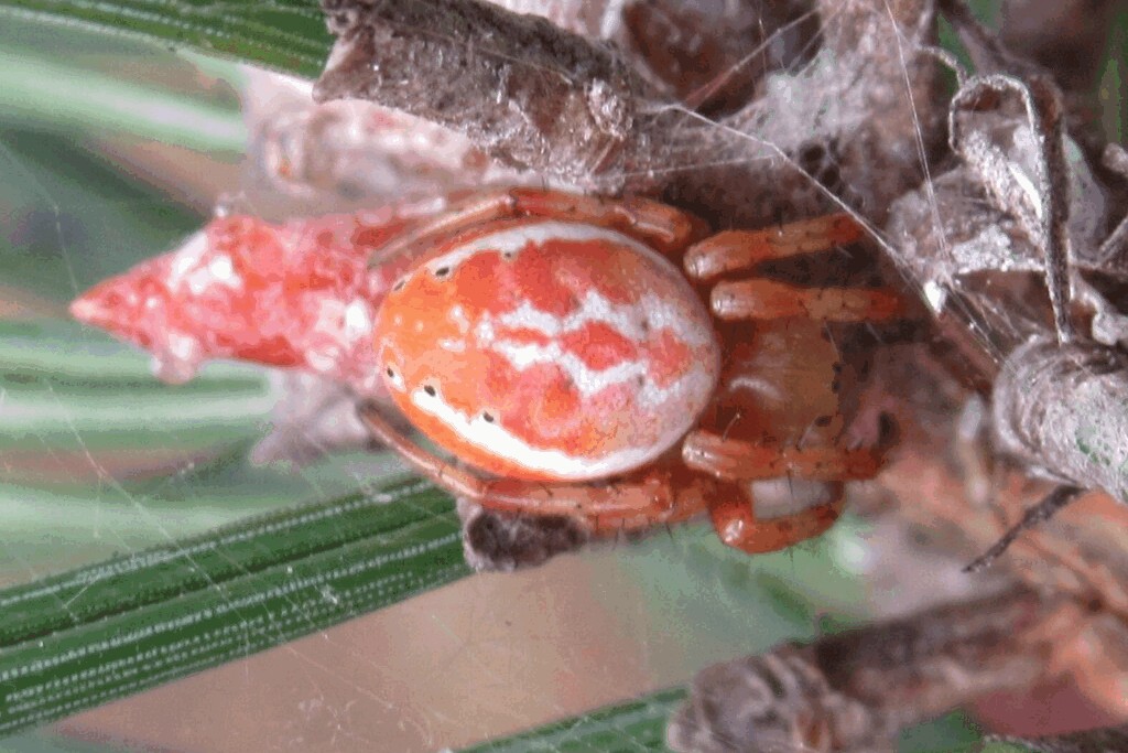 Araniella_displicata-3.jpg