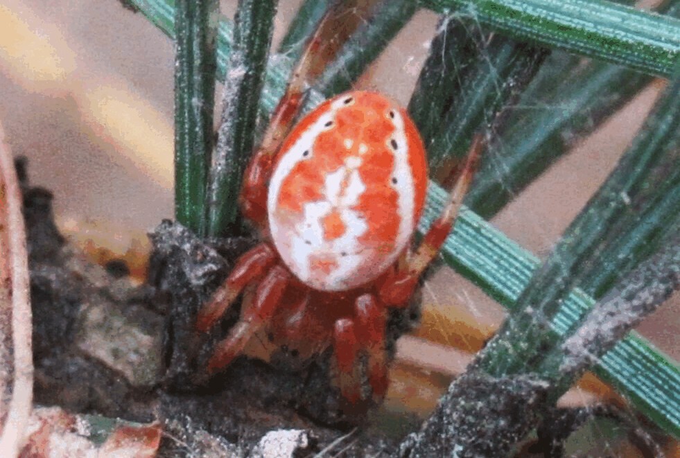 Araniella_displicata-4.jpg