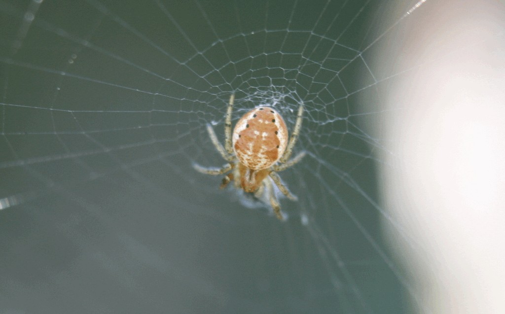 Araniella_displicata-5.jpg
