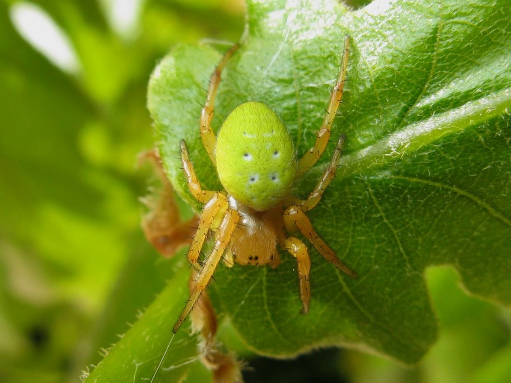 Araniella_inconspicua-1.jpg