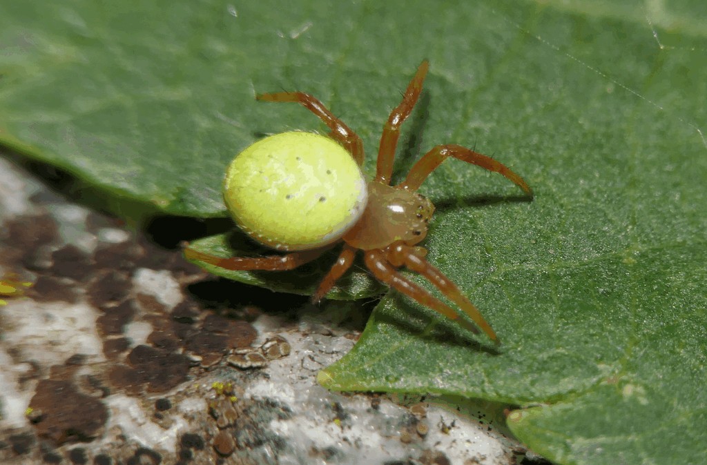 Araniella_inconspicua-2.jpg