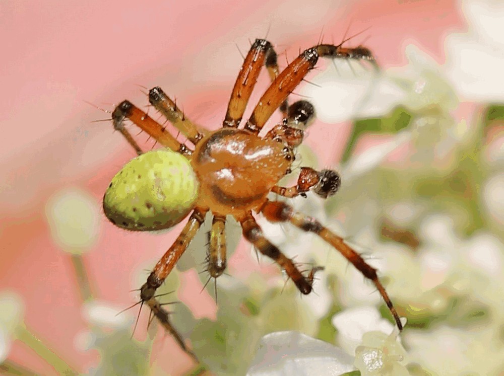 Araniella_opisthographa-1.jpg