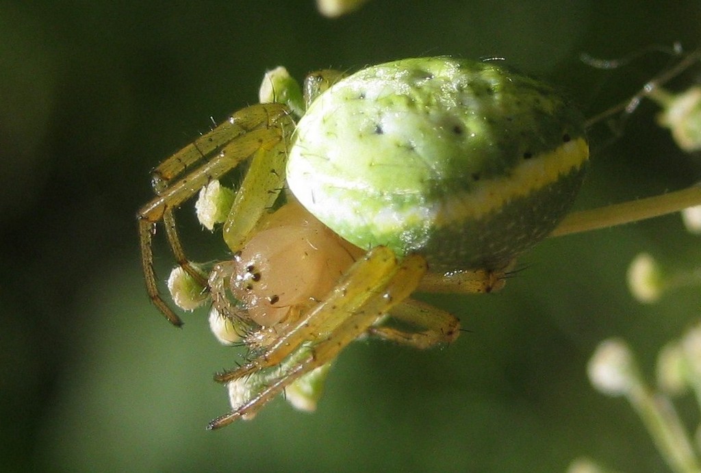 Araniella_opisthographa-2.jpg