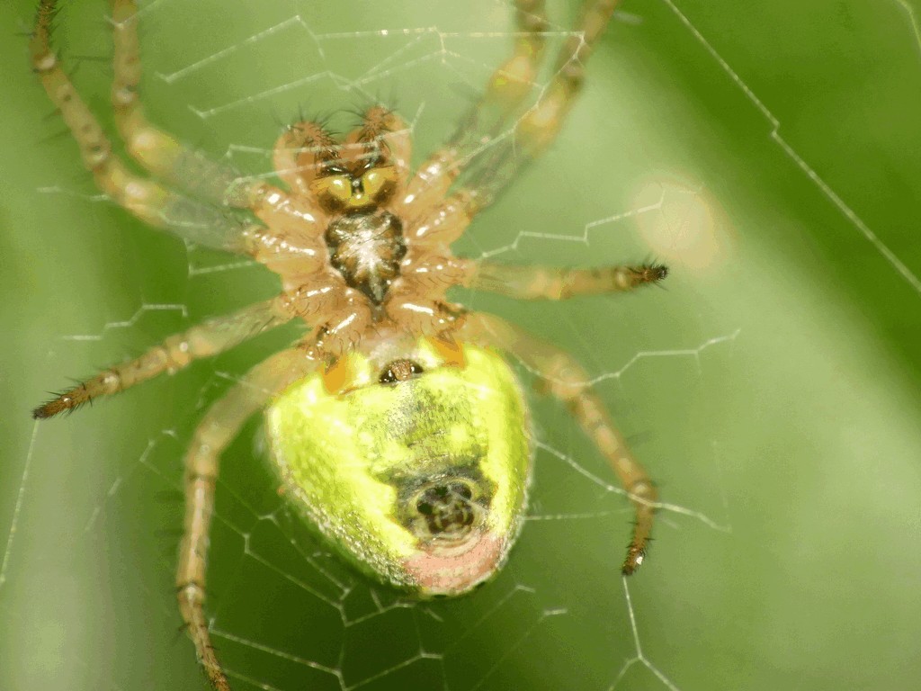 Araniella_opisthographa-3.jpg