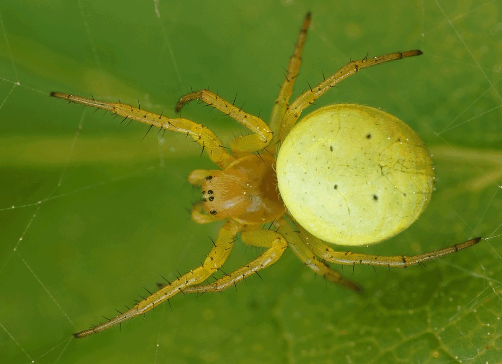 Araniella_proxima-1.jpg