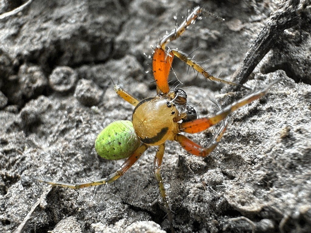 Araniella_proxima-2.jpg