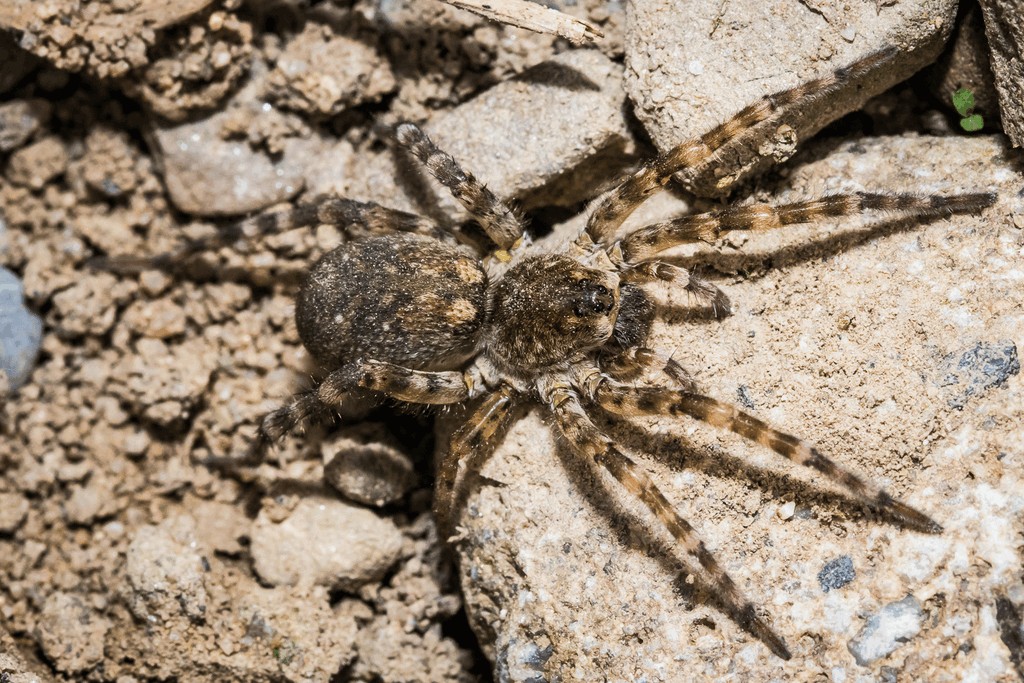 Arctosa_cinerea-1.jpg