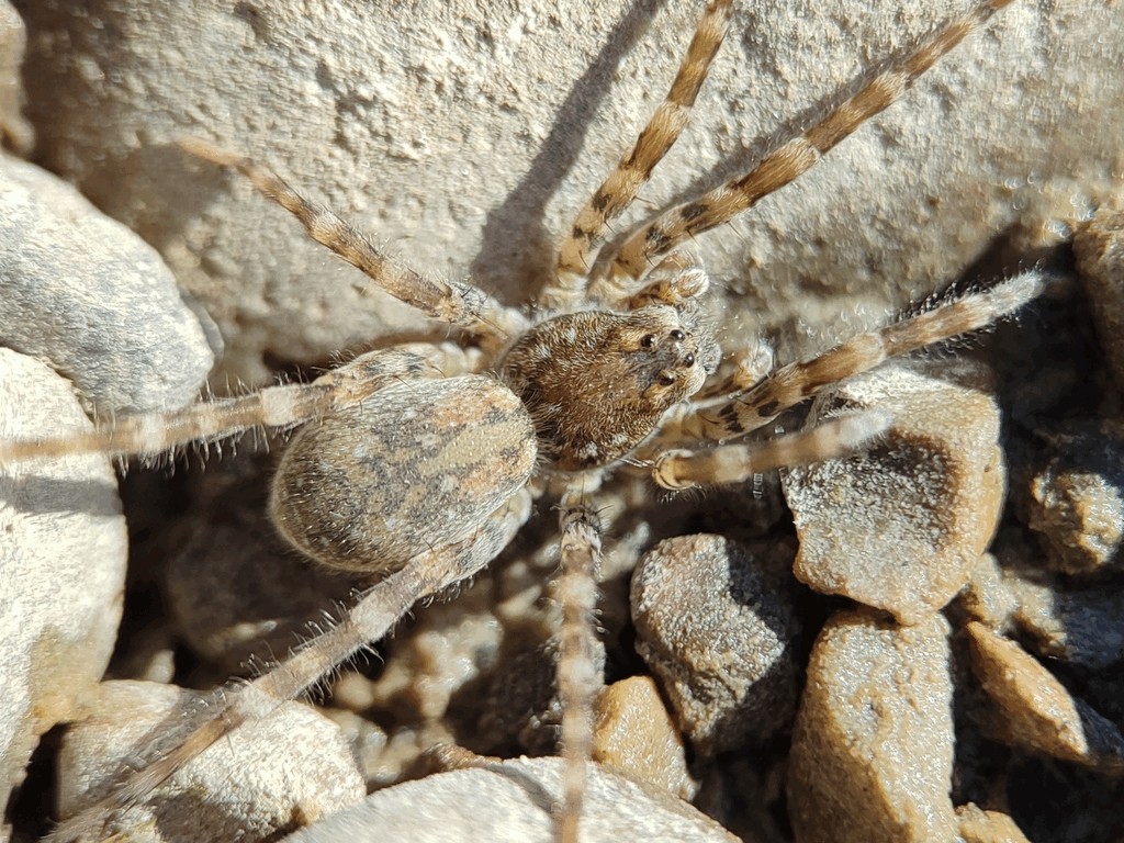Arctosa_cinerea-3.jpg