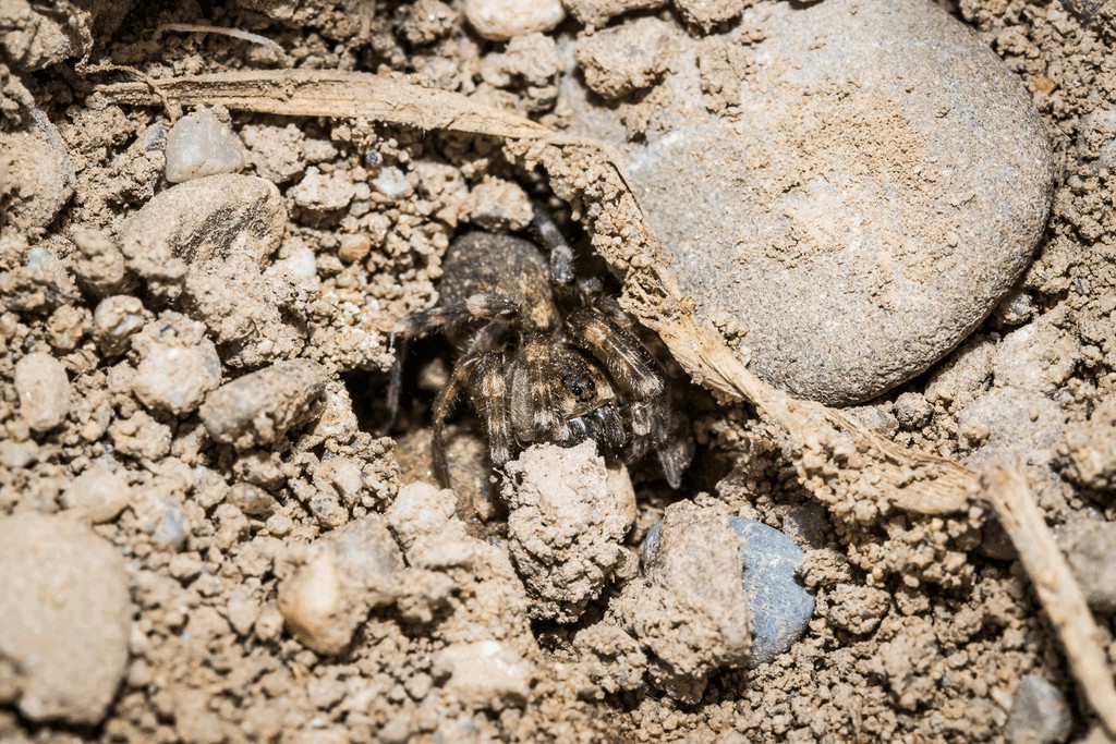 Arctosa_cinerea-5.jpg