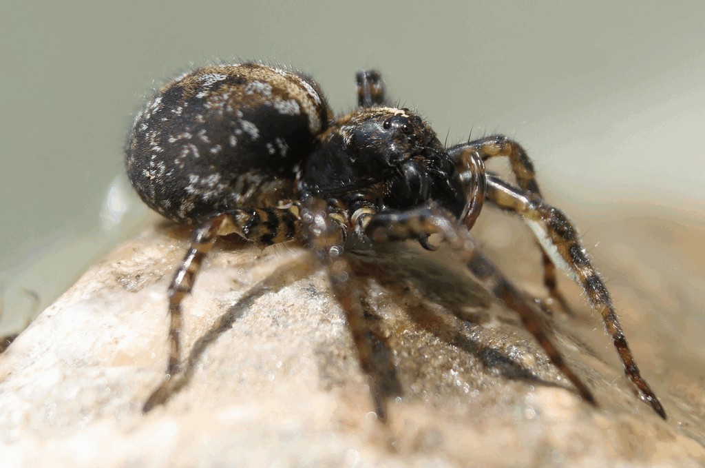 Arctosa_leopardus-1.jpg