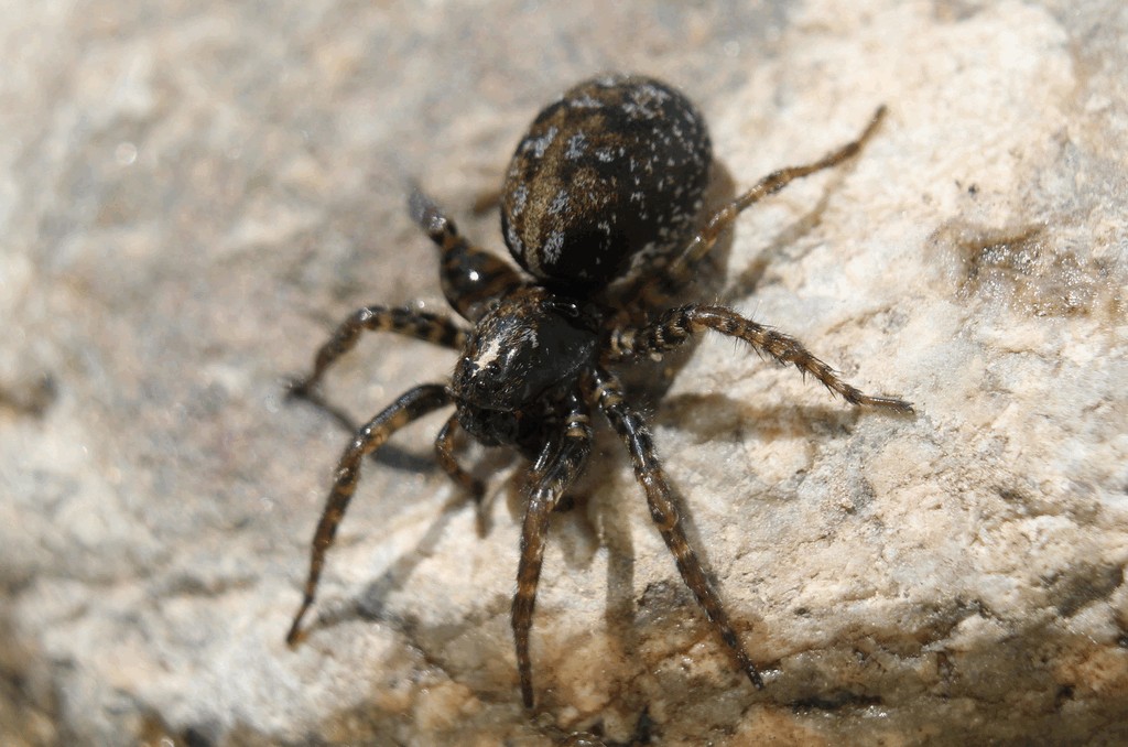 Arctosa_leopardus-2.jpg