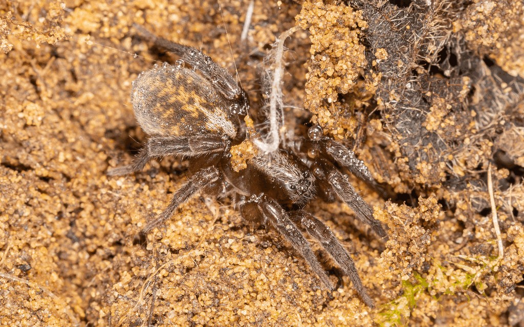 Arctosa_lutetiana-2.jpg