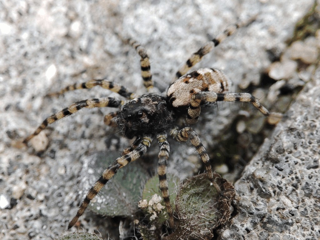 Arctosa_perita-1.jpg