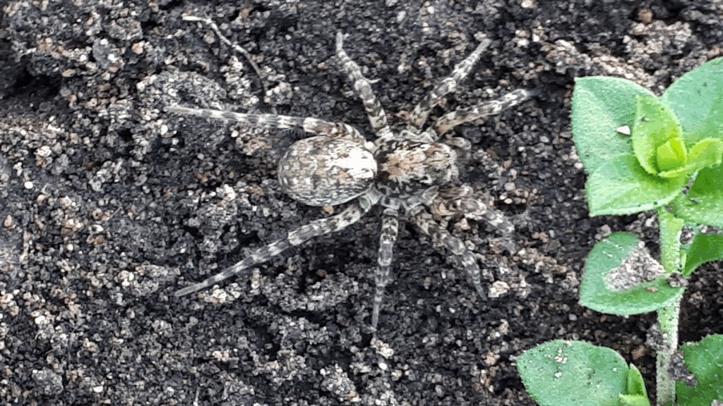 Arctosa_stigmosa-1.jpg