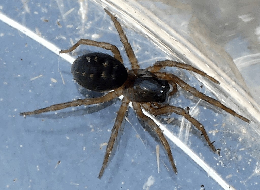 Argenna_patula-1.jpg