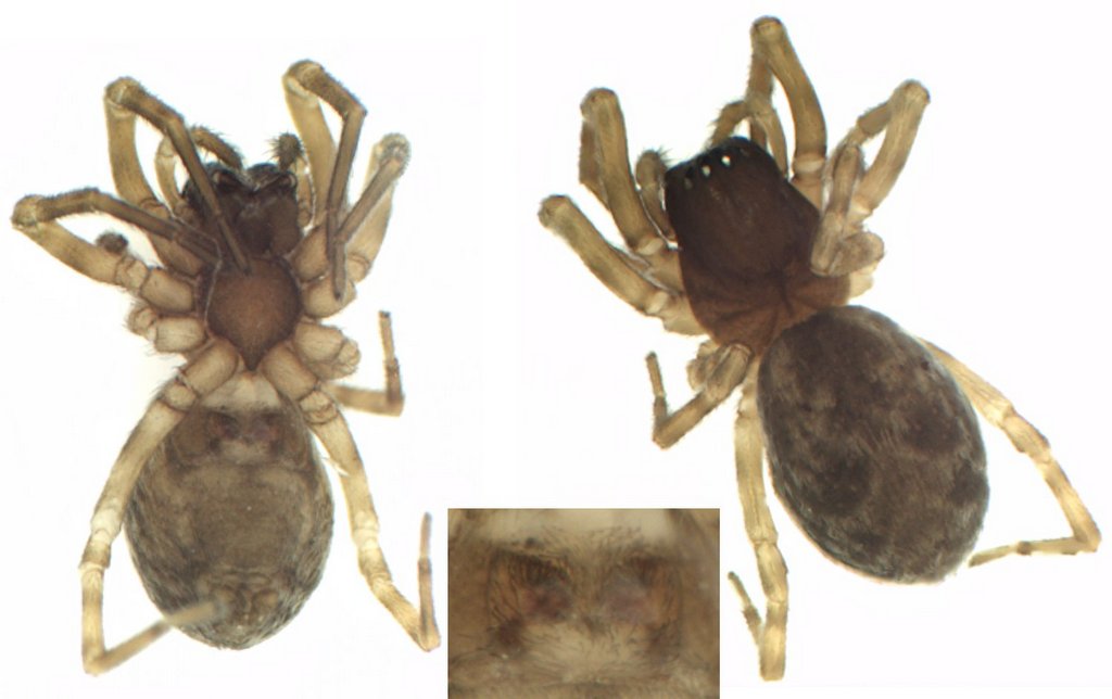 Argenna_patula-2.jpg