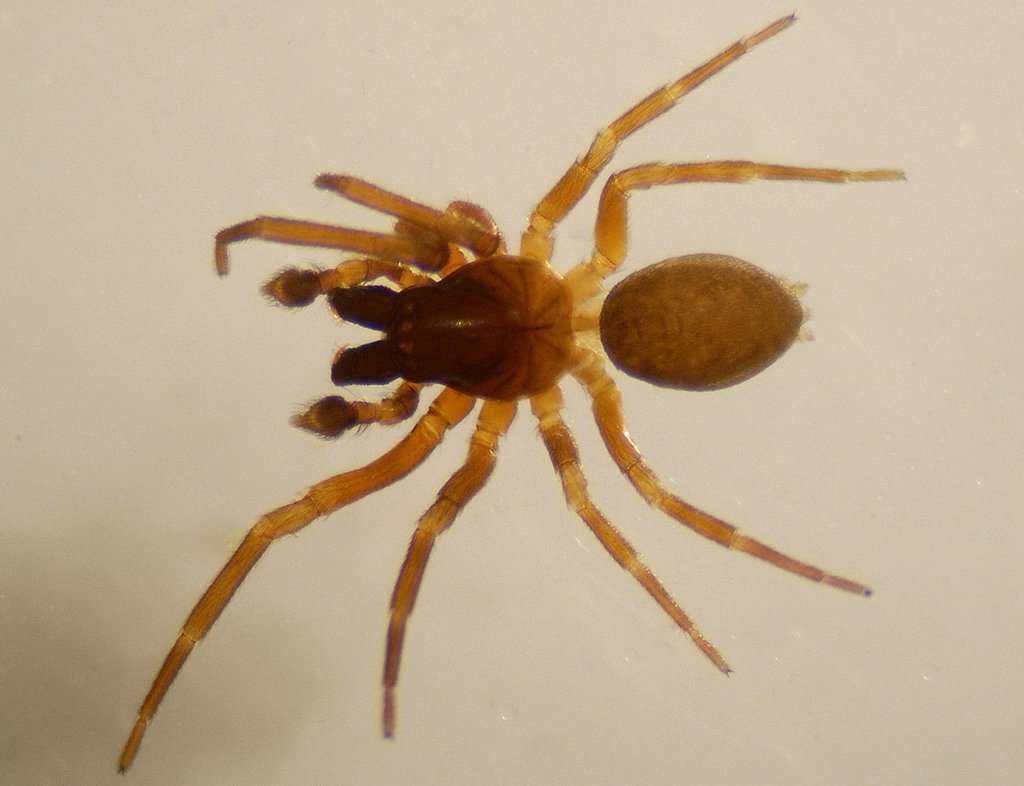 Argenna_patula-3.jpg