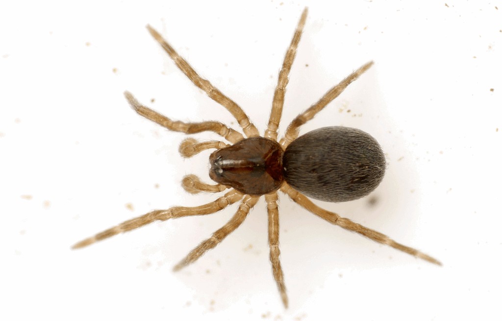 Argenna_subnigra-2.jpg