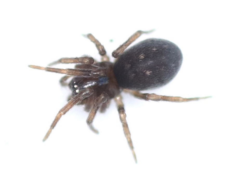 Argenna_subnigra-3.jpg