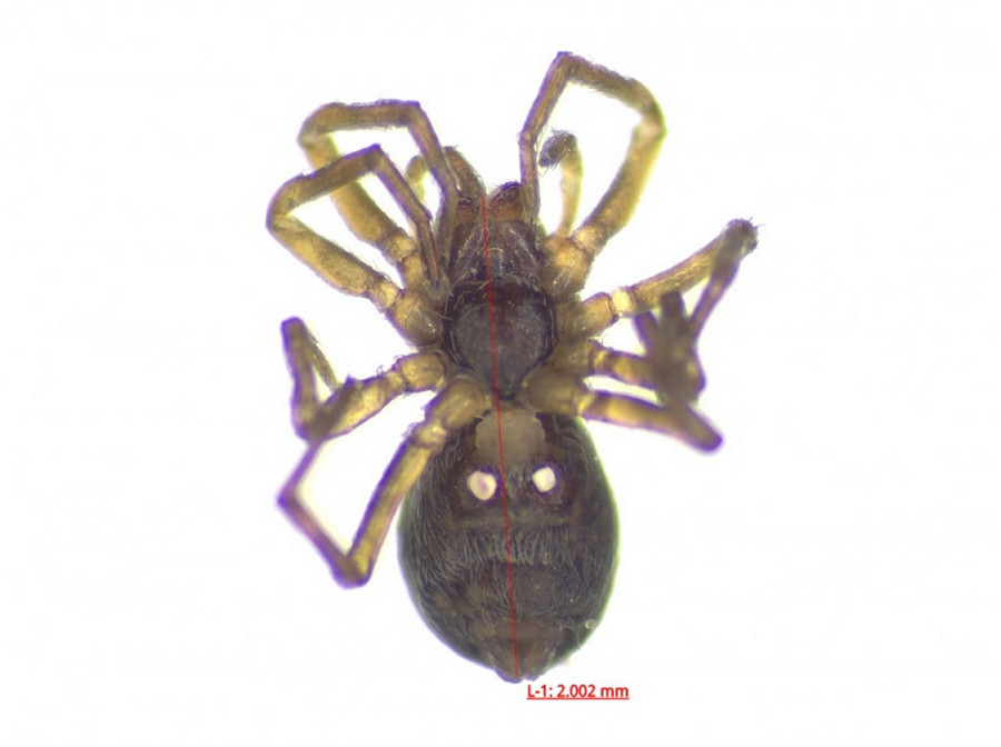 Argenna_subnigra-4.jpg