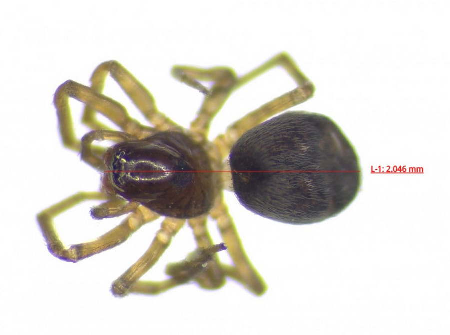 Argenna_subnigra-5.jpg