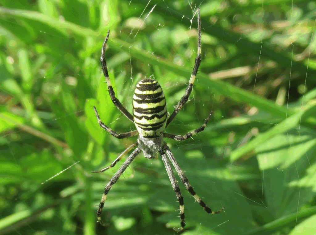 Argiope_bruennichi-1.jpg