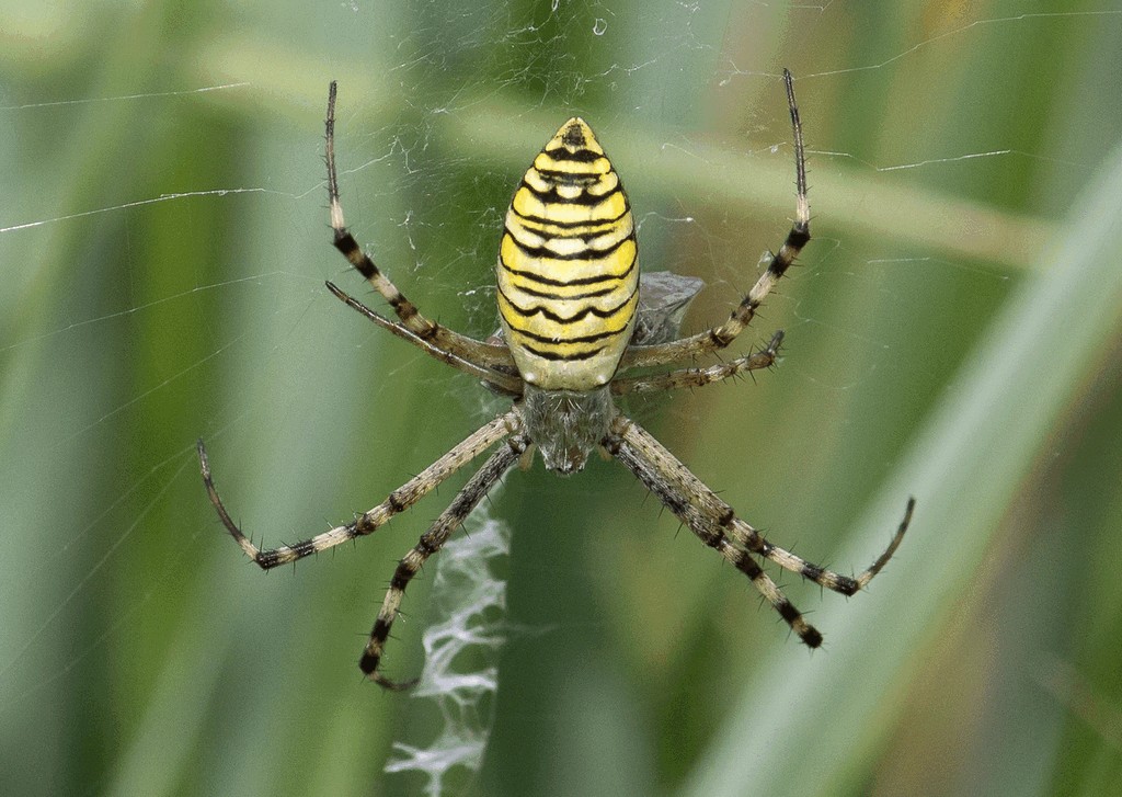 Argiope_bruennichi-2.jpg