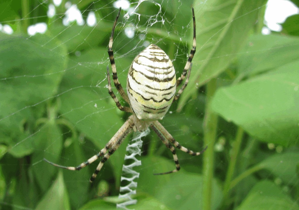 Argiope_bruennichi-3.jpg