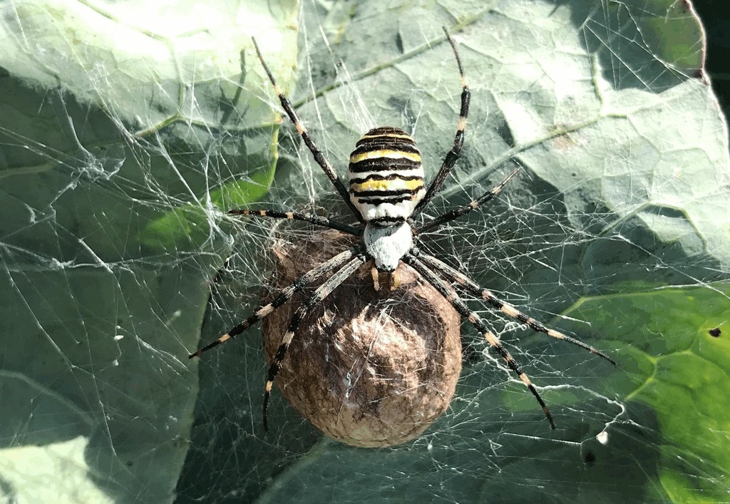 Argiope_bruennichi-6.jpg