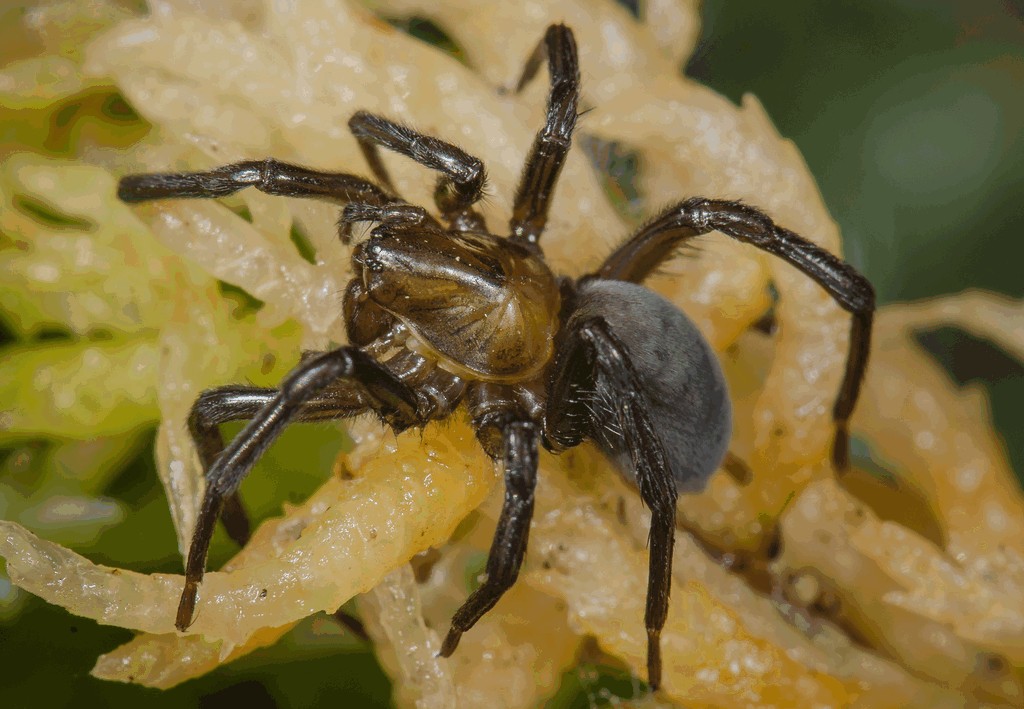 Argyroneta_aquatica-1.jpg